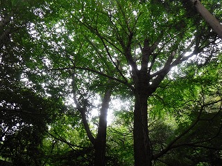 森のせかい：木を育ててみよう・続編